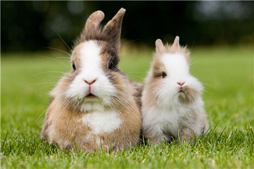 养一百只母兔一年利润